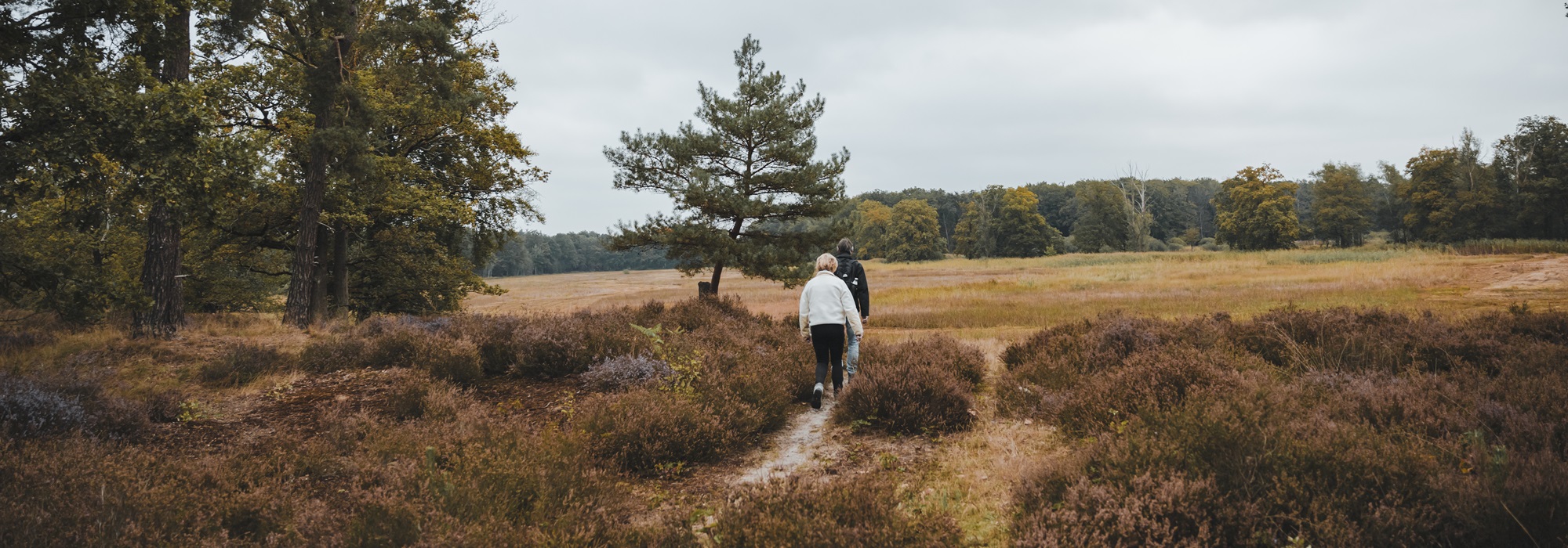 Twee wandelaars lopen over een zandpad door de heide in een uitgestrekt natuurgebied van Hart van Limburg, met bomen en open landschap op de achtergrond.