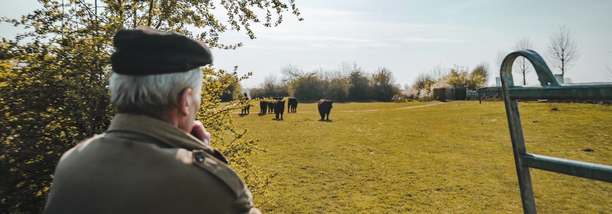 Oude boer kijkt uit over een weiland met grazende runderen bij de Molenplas, op een zonnige dag in het Limburgse landschap.
