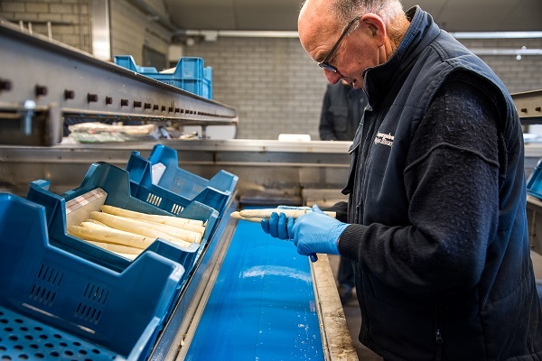 Man working in an asparagus farm
