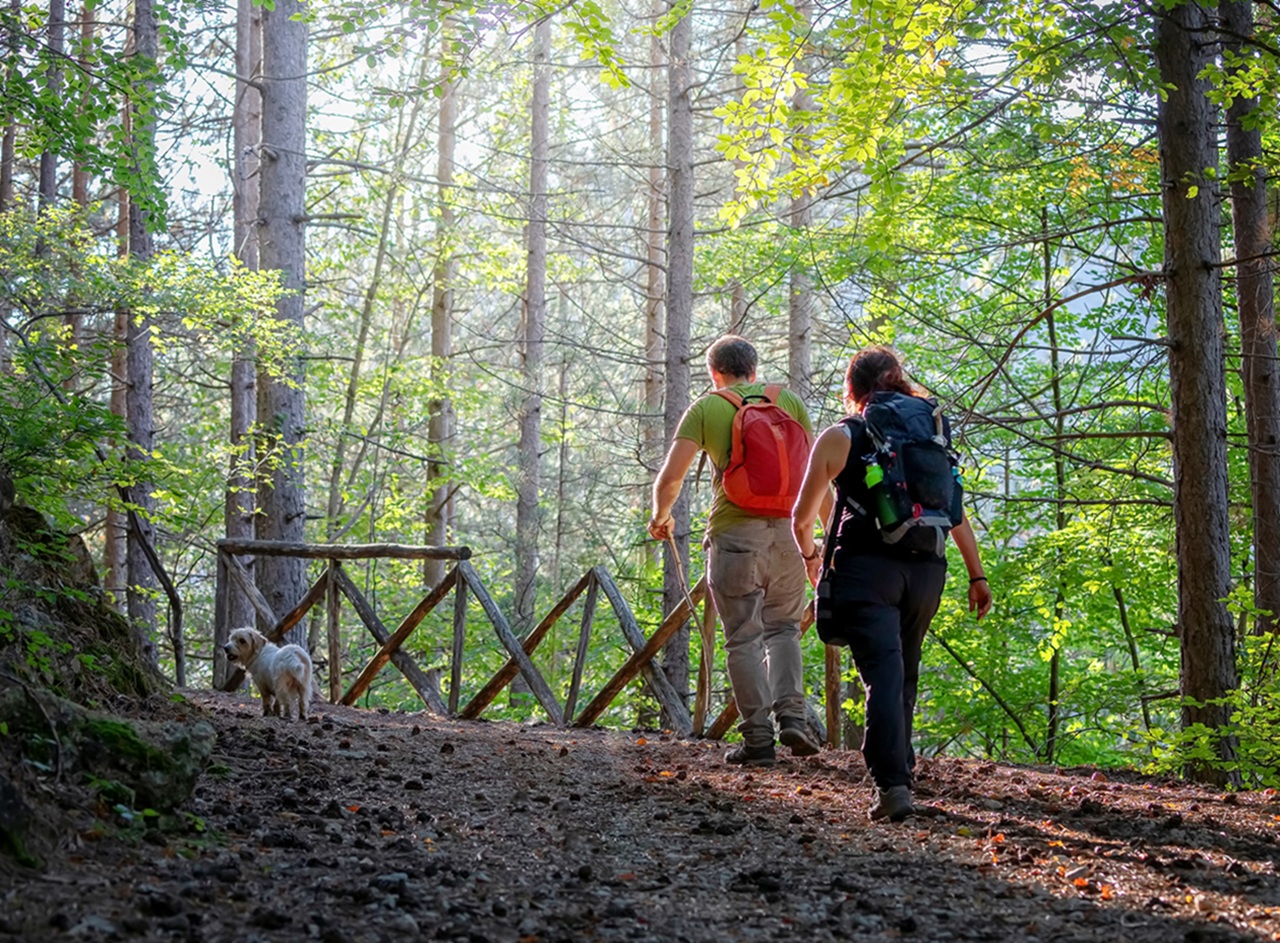 2 people walking in the woods in the summer.
