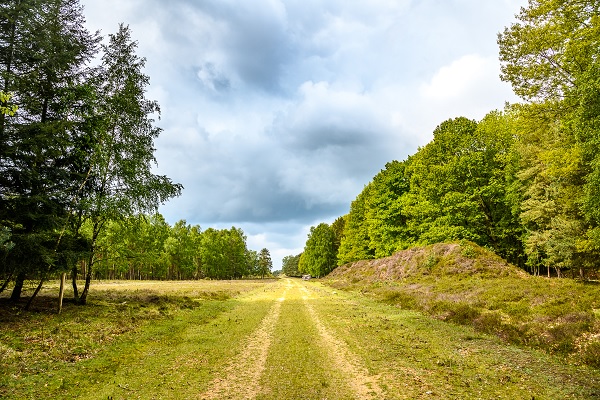 Unpaved path through the Maas-Swalm-Nette nature reserve