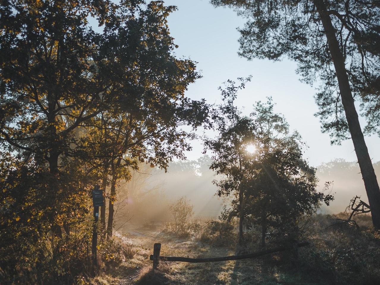 Ruiterpad in het Weerterbos