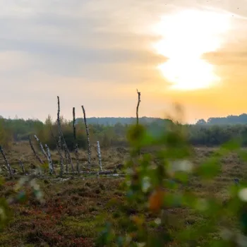 Zonsopgang boven het hoogveenlandschap van Nationaal Park De Groote Peel met heide, veenplanten en dode boomstammen.