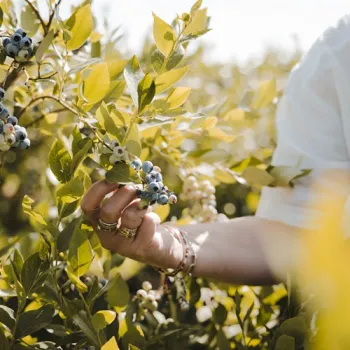 Hand plukt blauwe bessen van een struik in een zonnige bessenplantage.