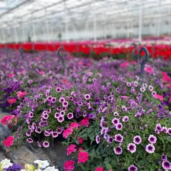 Kleurrijke bloemen staan in bloei in de kas van Kwekerij Knippenberg, tussen rijen vol zomerbloeiers.