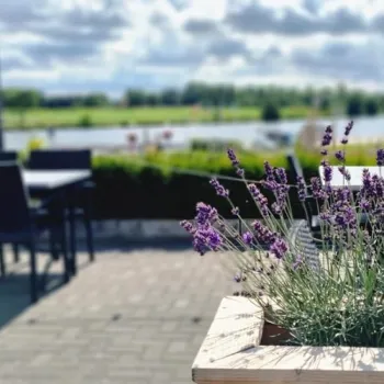 Terras van Heere aan de Maas met uitzicht over het water, terwijl lavendel op de voorgrond in bloei staat.
