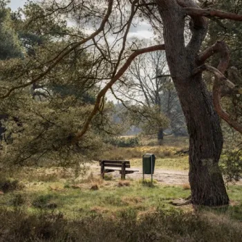 Houten bankje en prullenbak langs een zandpad op de Boshoverheide in het KempenBroek, omringd door dennenbomen en heidevegetatie.