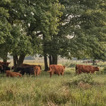 Een kudde Schotse hooglanders graast en rust in een groen grasland onder grote bomen.